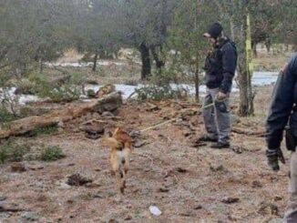 Localizan más cuerpos y osamentas en fosas clandestinas en Casas Grandes