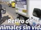 Ofrece municipio el servicio de retiro de animales sin vida en la vía pública