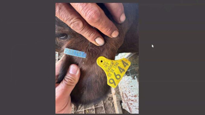 Capacitan a productores en proceso de exportación de ganado tras reapertura de estación San Jerónimo-Santa Teresa