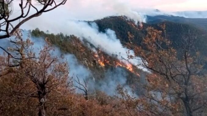 Incendios forestales en Chihuahua afectan más de 5 mil hectáreas
