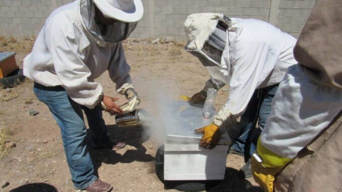 Guardianes Ecológicos rescatan y reubican a más de 20 mil abejas