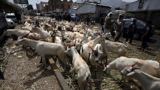 Expertos de EE.UU. verifican estrategia en México contra el gusano barrenador