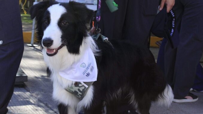 Comparte Municipio cómo identificar la omisión de cuidados o maltrato animal