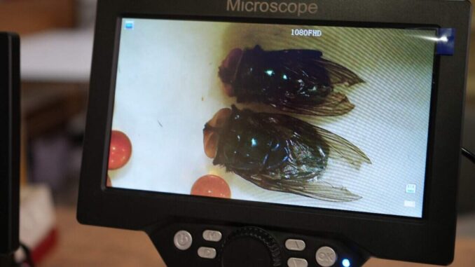 Participa Chihuahua en simulacro nacional para combatir al Gusano Barrenador del Ganado