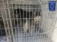 Durante cateos, rescató FGE 21 perritos en situación de maltrato en Cd. Juárez