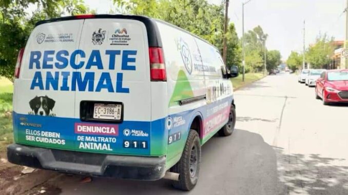 Atiende Municipio caso de perros pitbull que lesionaron a otros caninos