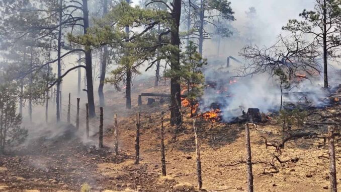 Reporta SDR 11 incendios forestales activos en Chihuahua este sábado