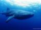 Documental busca concienciar de las amenazas del tiburón ballena en México