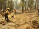Se integran 30 brigadistas de otros estados al combate de incendios forestales en Chihuahua
