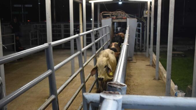 Ganaderos piden sellar la frontera sur ante el gusano barrenador