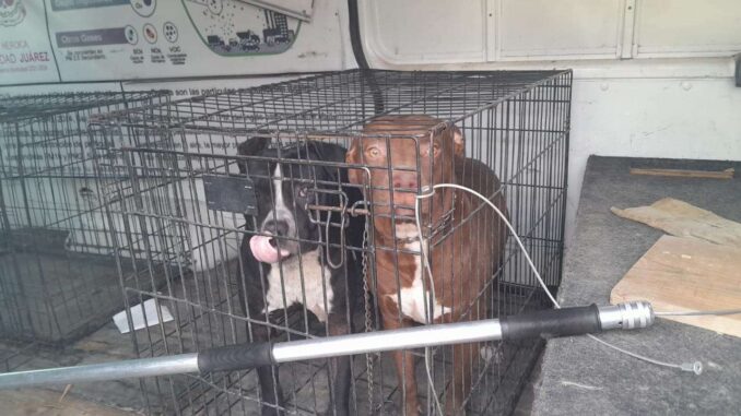 Incita a sus perros para que ataquen a mujer que recolectaba basura; lo detienen