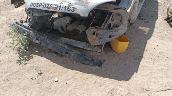 Rescatan a 4 cachorros y a su mamá de un baldío en Cuatro Siglos