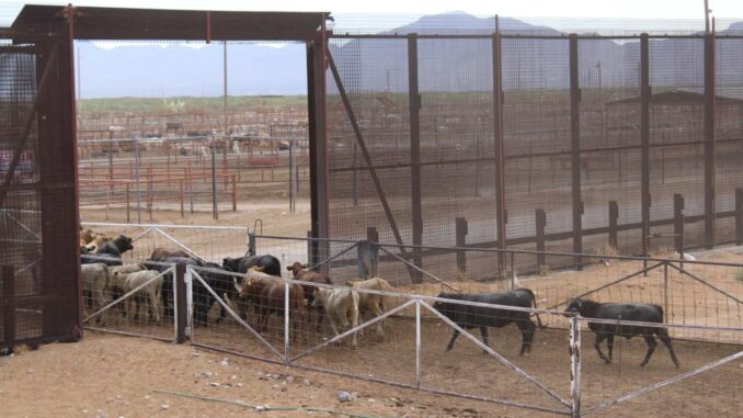 Da estado seguimiento puntual a situación fitozoosanitaria y coordina acciones en favor del sector ganadero