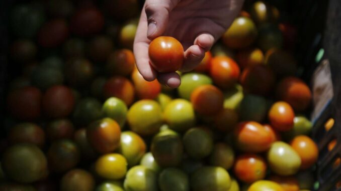 Cuotas a tomates mexicanos lo pagarán en EE.UU., no pueden sustituirnos: Berdegué