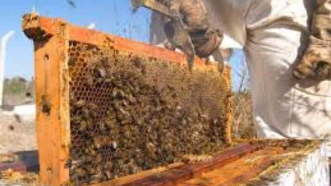 Invita SDR a apicultores a acceder al apoyo de azúcar para alimentación de abejas
