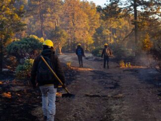 Despliegan brigadas para abatir incendio forestal en San Juanito
