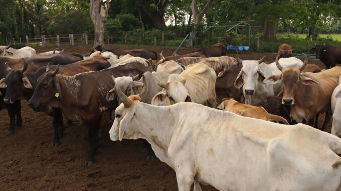 México ha interceptado 32 cargamentos de ganado con gusano barrenador desde noviembre