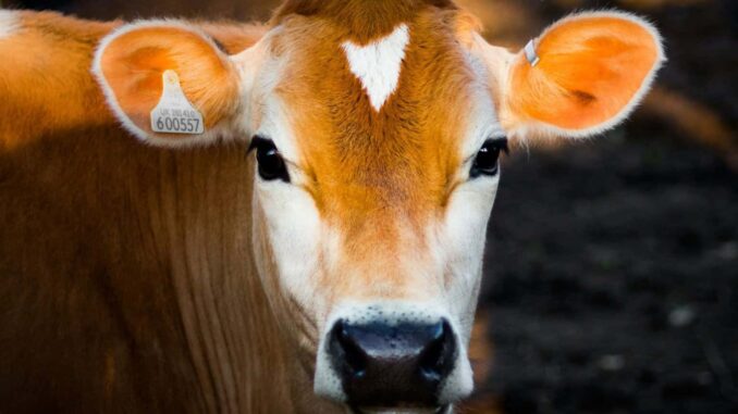 Sheinbaum busca acelerar reapertura de frontera para el ganado mexicano tras primer acuerdo con EE.UU.