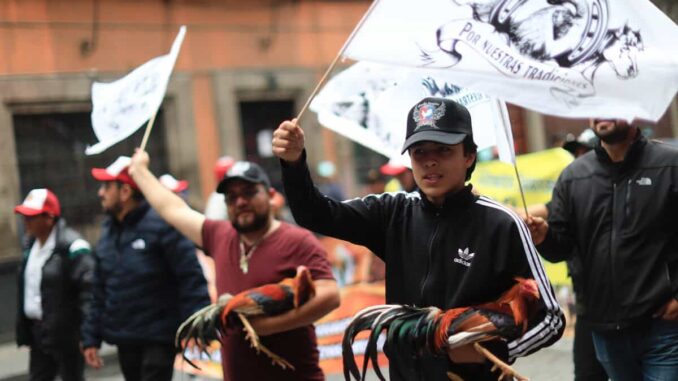 Marchan en la CDMX a favor de las peleas de gallos y las corridas de toros