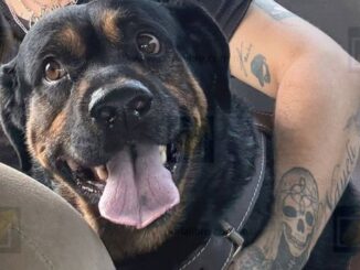 Piden apoyo para encontrar a Teo