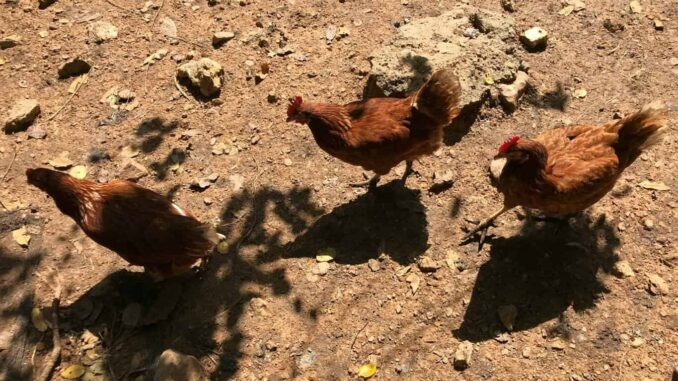 Realizarán marcha en la Ciudad de México para defender las peleas de gallos