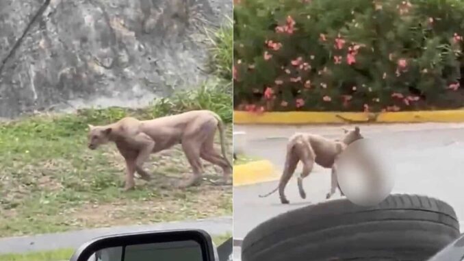 #Video Reportan avistamiento de Puma en Monterrey