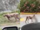 #Video Reportan avistamiento de Puma en Monterrey