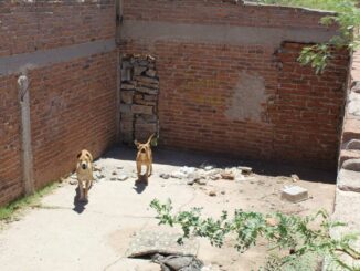 Rescata Municipio a dos perritos abandonados en la colonia Sierra Azul