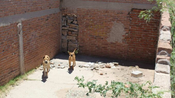 Rescata Municipio a dos perritos abandonados en la colonia Sierra Azul